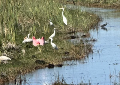 A group of white herons and egrets wading in the marsh, with a bright pink object nestled among the green grass and water.