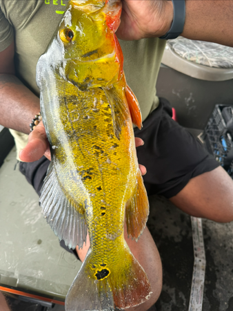 A-person-holds-a-vibrant-yellow-fish-with-orange-accents-showcasing-its-colorful-scales-while-seated-on-a-boat A person holds a vibrant yellow fish with orange accents, showcasing its colorful scales while seated on a boat
