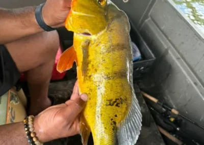 A person holds a vibrant yellow fish with red accents, sitting inside a boat surrounded by fishing gear