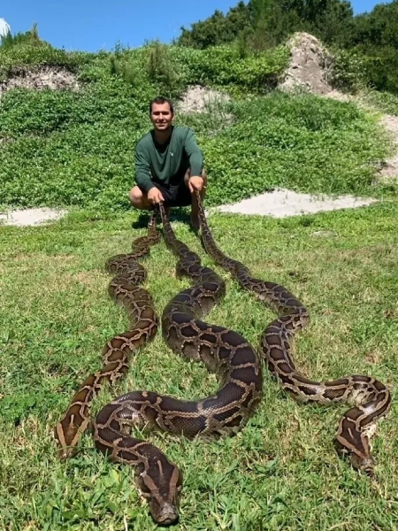 A person kneels on grassy ground, holding several large snakes, while lush greenery and a rocky hillside provide the backdrop A person kneels on grassy ground, holding several large snakes, while lush greenery and a rocky hillside provide the backdrop.