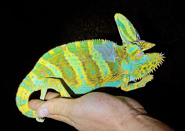 A-vibrant-chameleon-with-turquoise-and-yellow-scales-is-being-held-by-a-persons-hand-in-a-dark-setting (1) A vibrant chameleon with turquoise and yellow scales is being held by a person's hand in a dark setting.