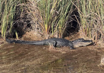 An alligator rests on the riverbank, partially hidden by tall grass, blending into its wetland habitat. Sunlight highlights its scales.