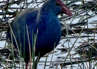 Close-up of a blue-grey bird with a red bill, standing among green reeds in shallow water, showcasing its vibrant colors.