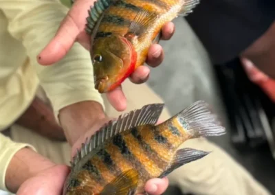 Two anglers proudly display vibrant, striped fish in their hands, showcasing the colorful markings against a natural backdrop